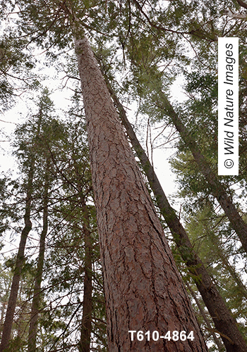 Pinus-resinosa red-pine