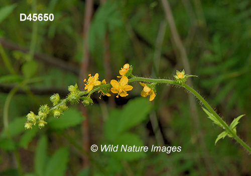 Agrimonia-gryposepala tall-agrimony