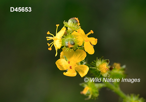 Agrimonia-gryposepala tall-agrimony