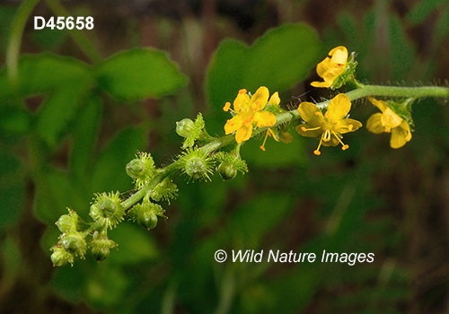 Agrimonia-gryposepala tall-agrimony