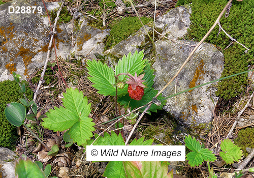 Fragaria-vesca woodland-strawberry