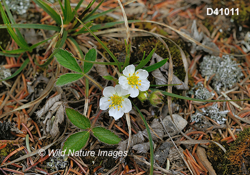 Fragaria-vesca woodland-strawberry