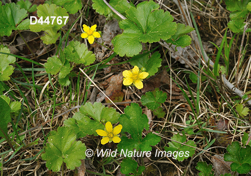 Waldsteinia-fragarioides barren-strawberry