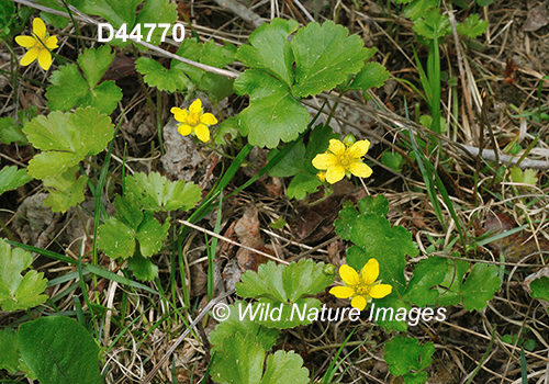 Waldsteinia-fragarioides barren-strawberry