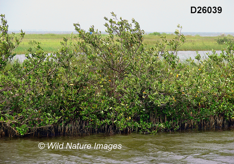 Avicennia-germinans black-mangrove