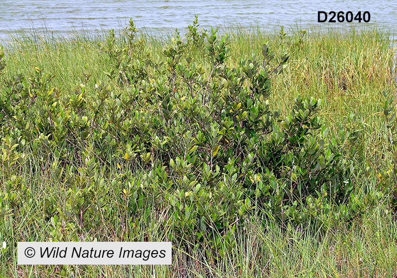 Avicennia-germinans black-mangrove