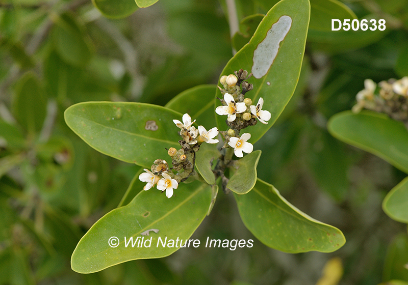 Avicennia-germinans black-mangrove