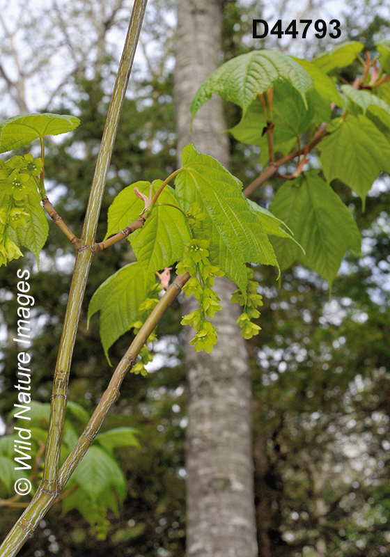 Acer-pensylvanicum striped-maple