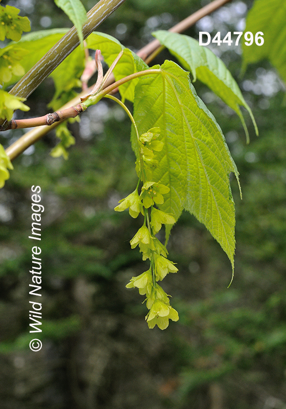 Acer-pensylvanicum striped-maple