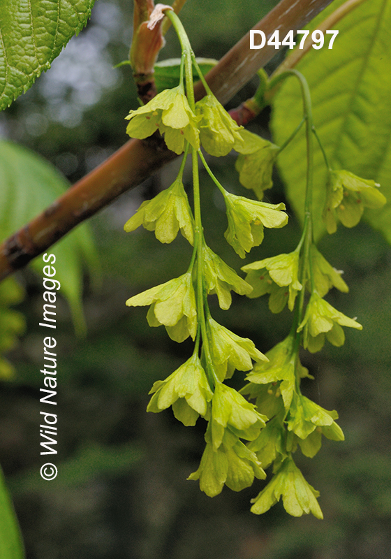 Acer-pensylvanicum striped-maple