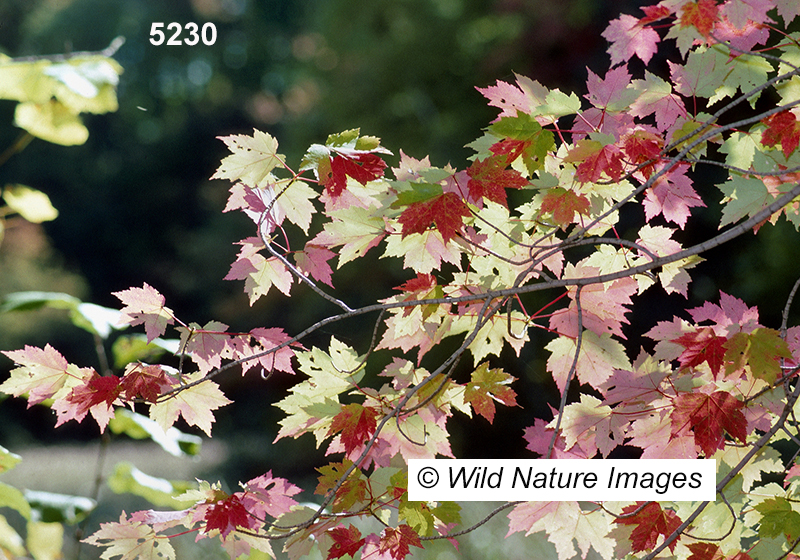 Acer-rubrum red-maple