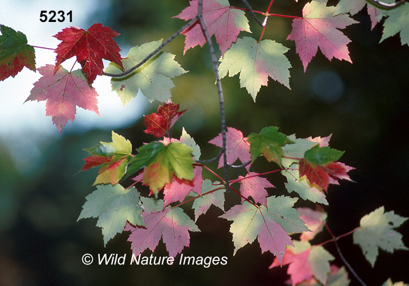 Acer-rubrum red-maple