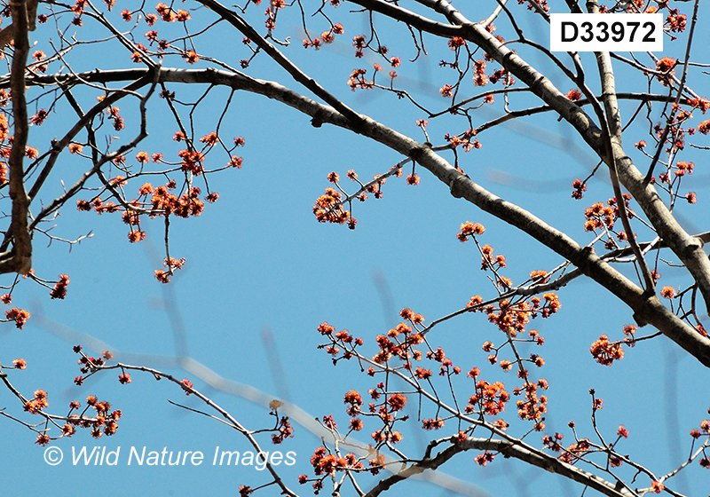 Acer-rubrum red-maple