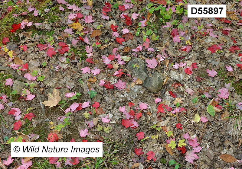 Acer-rubrum red-maple