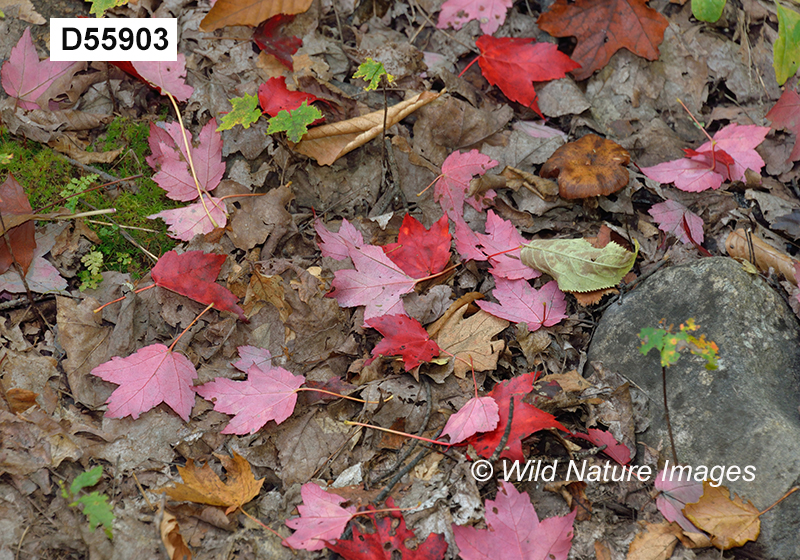 Acer-rubrum red-maple