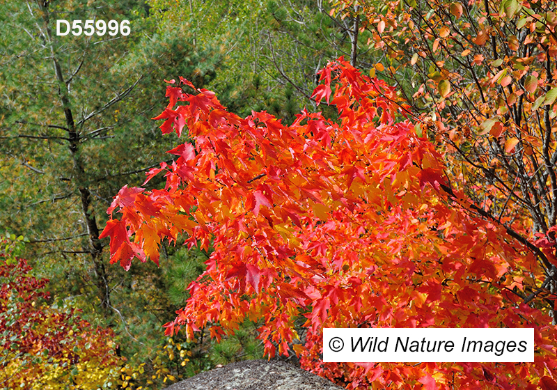 Acer-rubrum red-maple