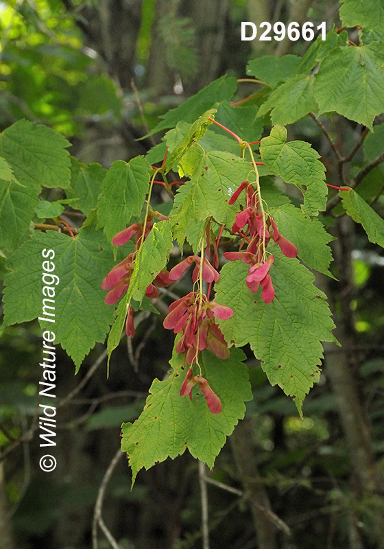 Acer-spicatum mountain-maple