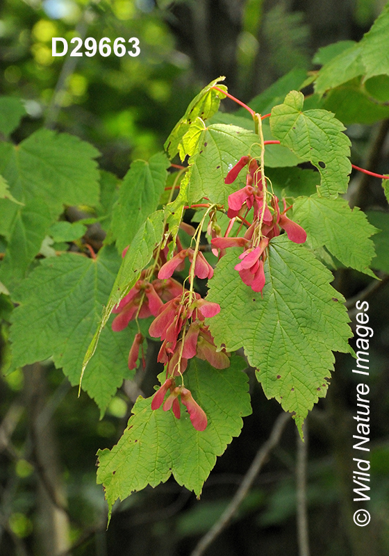 Acer-spicatum mountain-maple