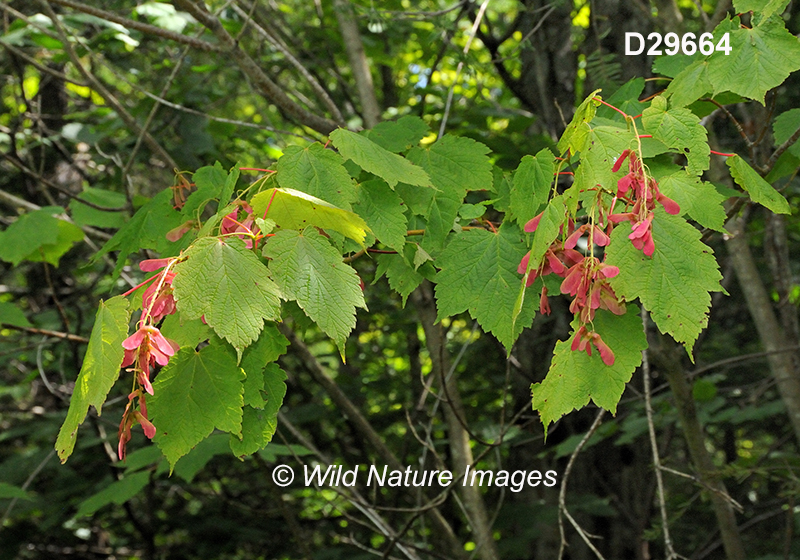 Acer-spicatum mountain-maple