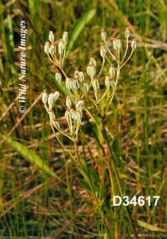 Arnoglossum-plantagineum Tuberous-Indian-plantain Cacalia-plantaginea