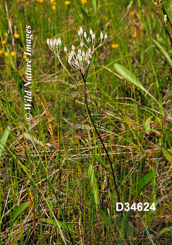 Arnoglossum-plantagineum Tuberous-Indian-plantain Cacalia-plantaginea