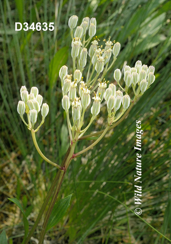 Arnoglossum-plantagineum Tuberous-Indian-plantain Cacalia-plantaginea