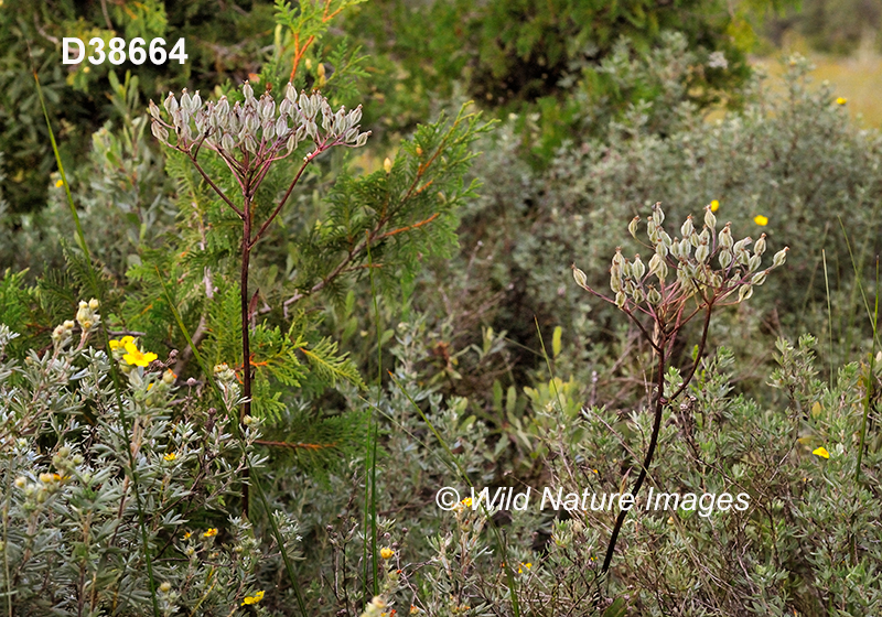 Arnoglossum-plantagineum Tuberous-Indian-plantain Cacalia-plantaginea