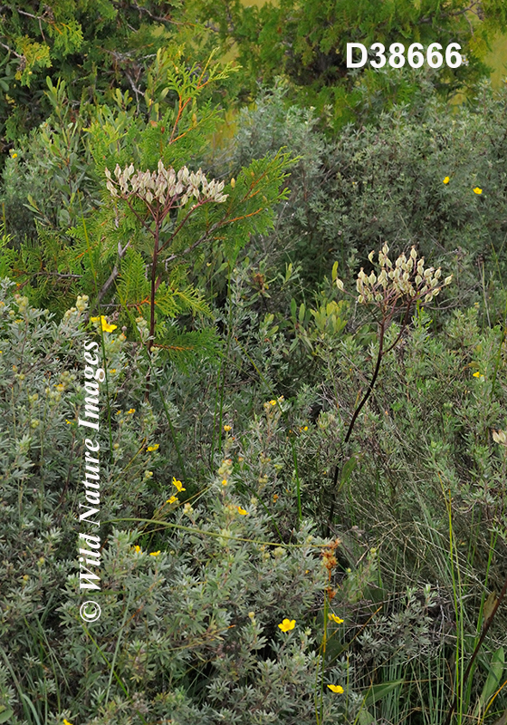 Arnoglossum-plantagineum Tuberous-Indian-plantain Cacalia-plantaginea