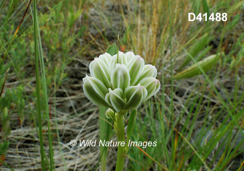 Arnoglossum-plantagineum Tuberous-Indian-plantain Cacalia-plantaginea