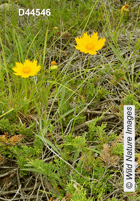 Coreopsis-lanceolata lance-leaved-coreopsis