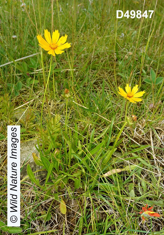 Coreopsis-lanceolata lance-leaved-coreopsis