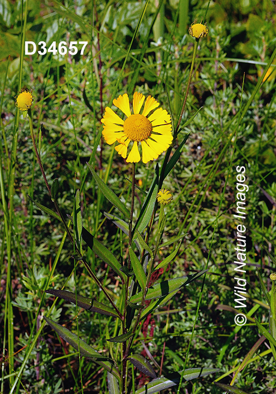 Helenium-autumnale common-sneezeweed