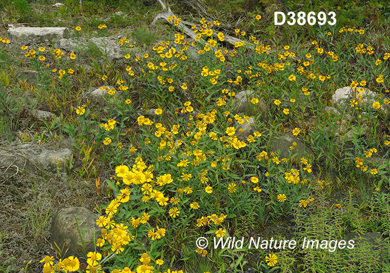 Helenium-autumnale common-sneezeweed