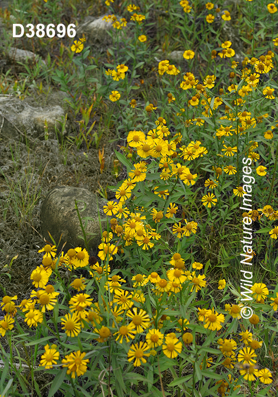 Helenium-autumnale common-sneezeweed