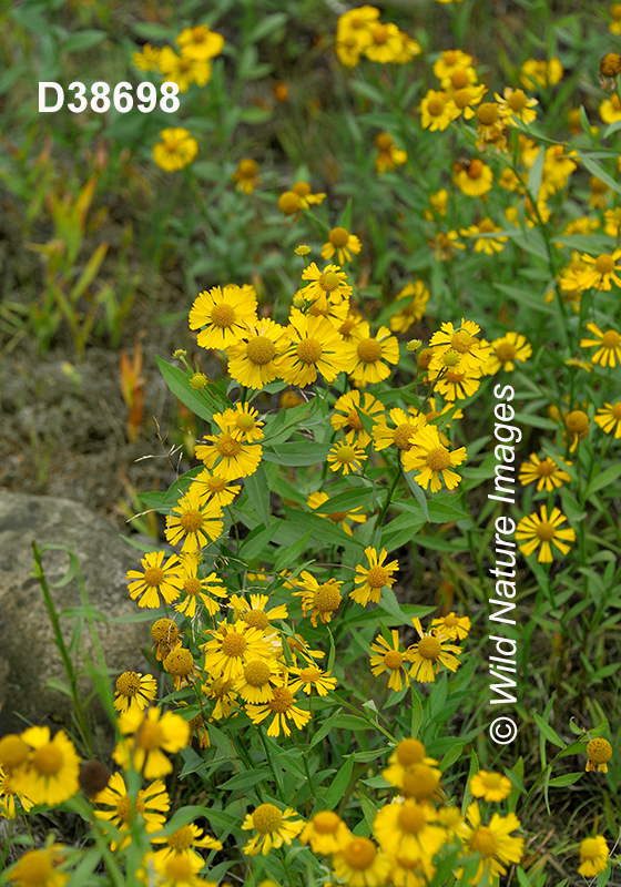 Helenium-autumnale common-sneezeweed