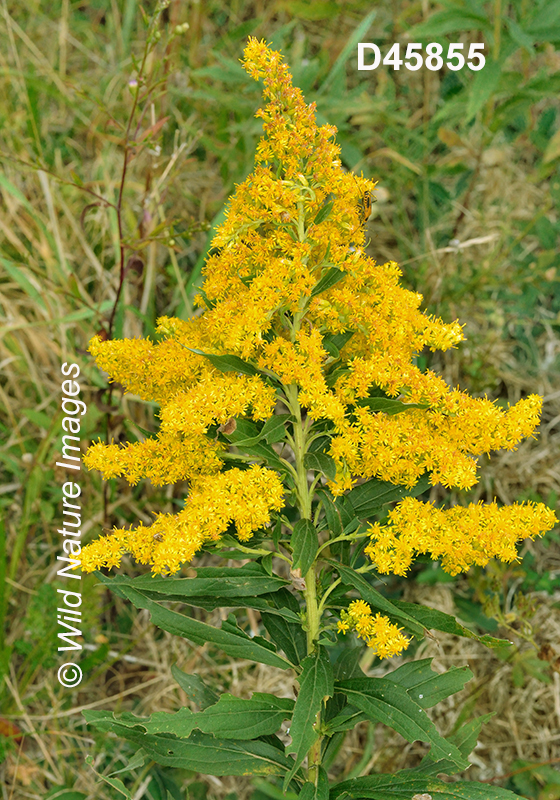 Solidago-altissima tall-goldenrod Solidago-canadensis-var.-scabra