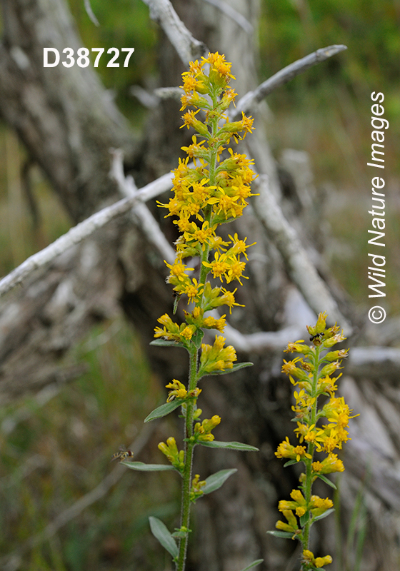 Solidago-hispida hairy-goldenrod