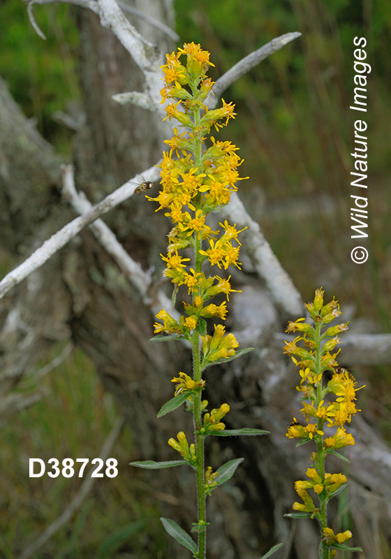 Solidago-hispida hairy-goldenrod