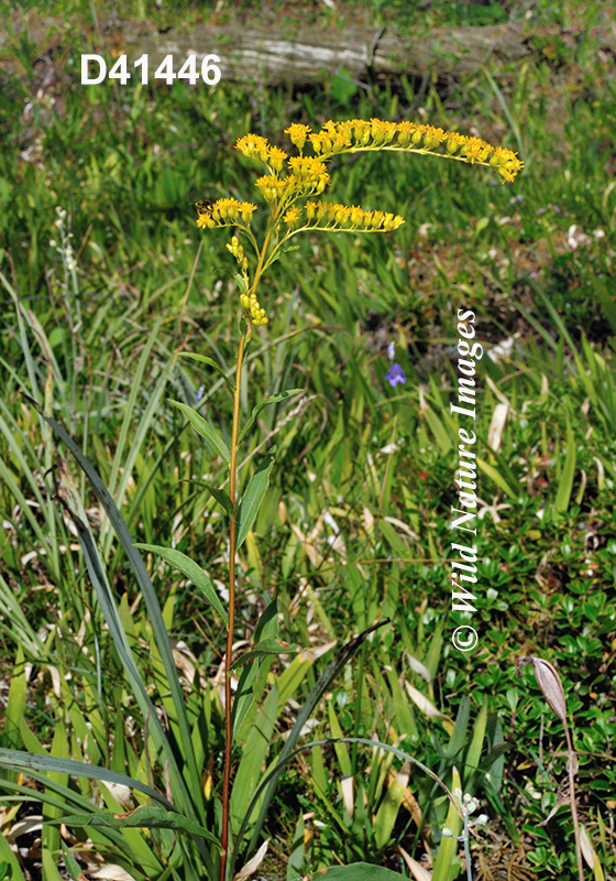 Solidago-juncea early-goldenrod