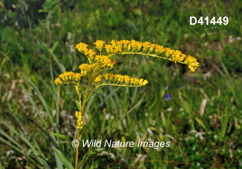 Solidago-juncea early-goldenrod