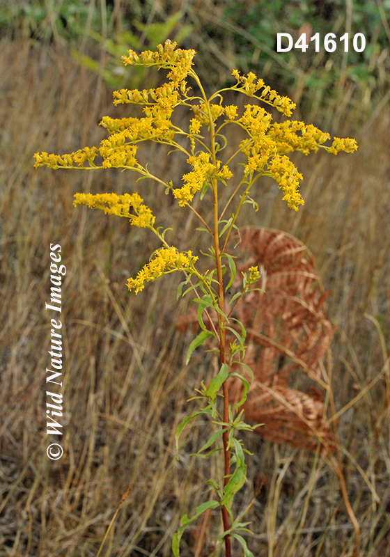 Solidago-juncea early-goldenrod