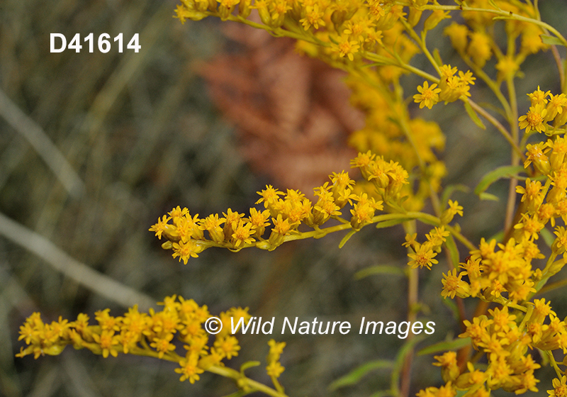 Solidago-juncea early-goldenrod