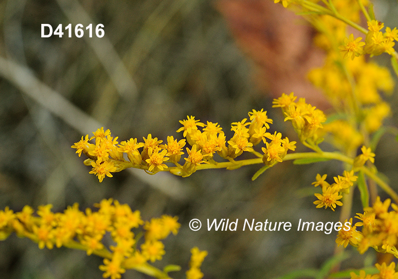 Solidago-juncea early-goldenrod