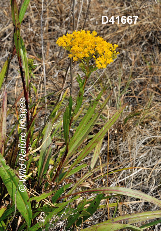 Solidago-ohioensis Ohio-goldenrod