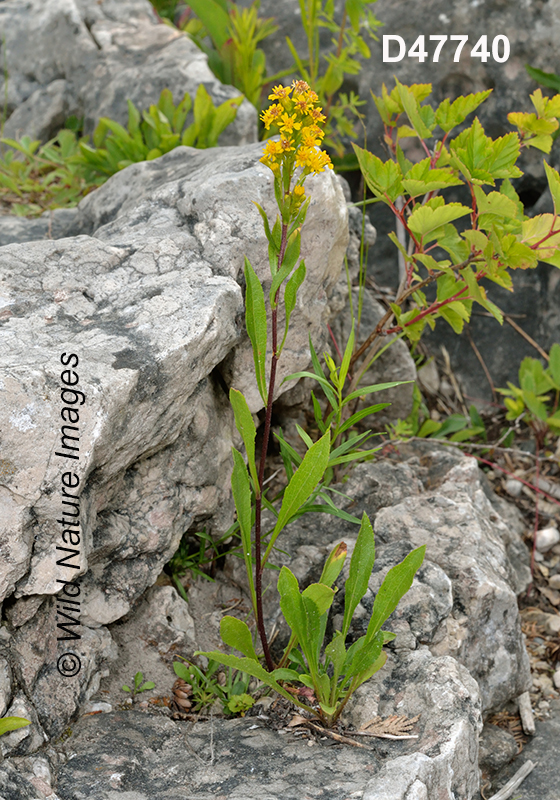 Solidago-ontarioensis Ontario-Goldenrod