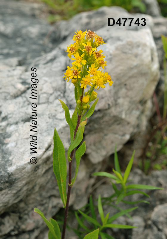 Solidago-ontarioensis Ontario-Goldenrod