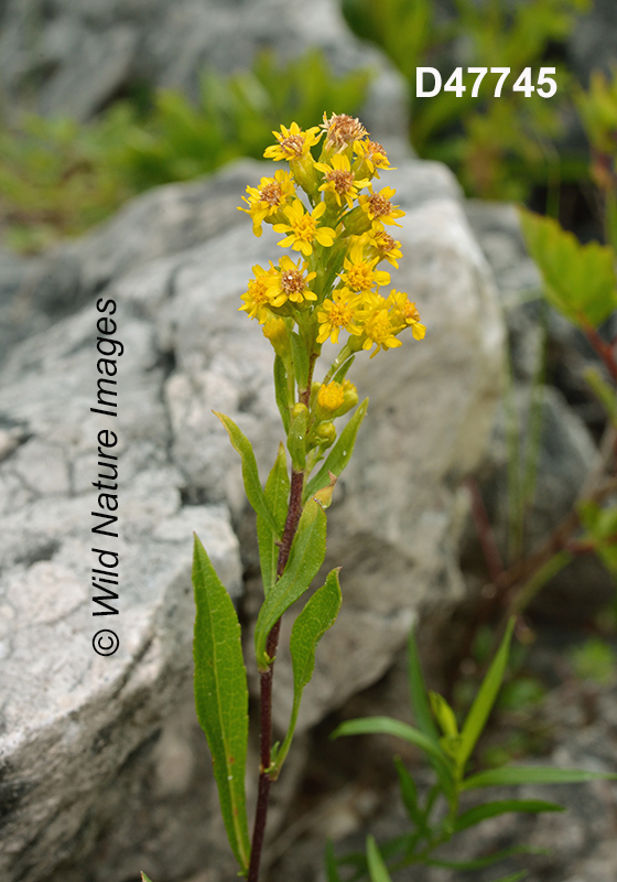 Solidago-ontarioensis Ontario-Goldenrod