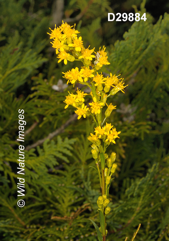 Solidago-uliginosa bog-goldenrod