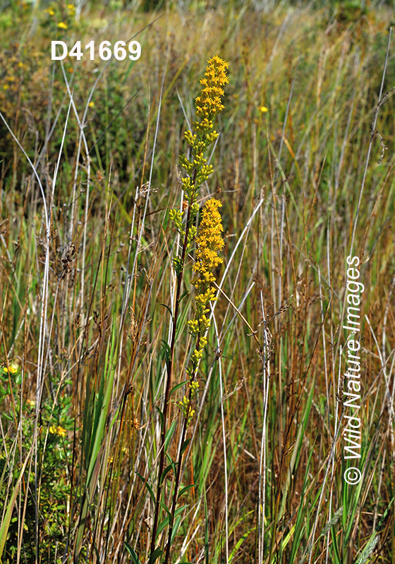 Solidago-uliginosa bog-goldenrod