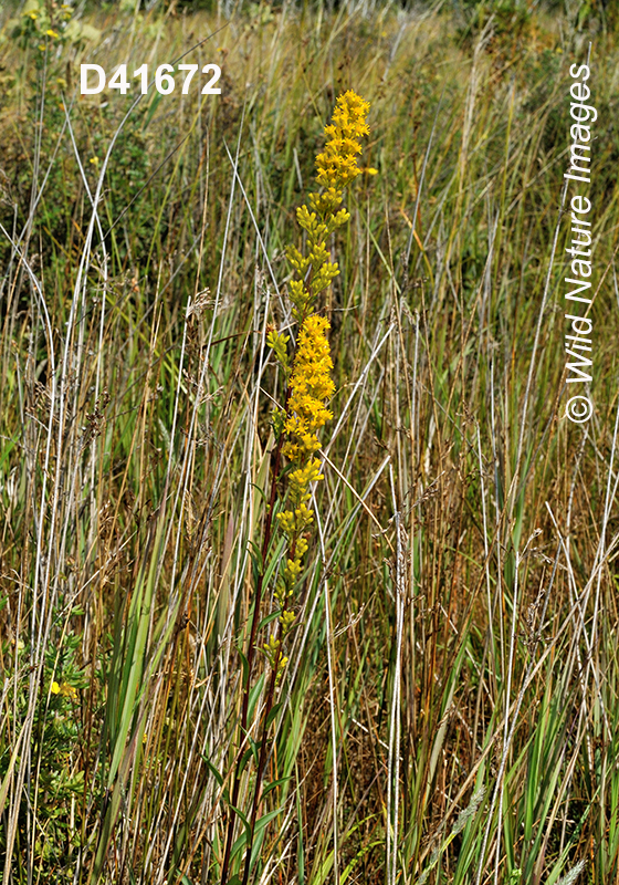 Solidago-uliginosa bog-goldenrod